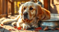 misjudged dog age calculation