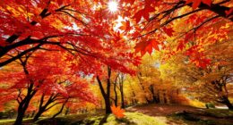 chlorophyll breaks down seasonally