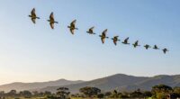 birds use environmental cues