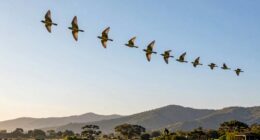birds use environmental cues