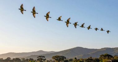 birds use environmental cues