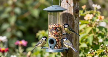top smart bird feeders