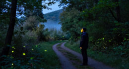Inside Room 155 Of 175: How “Luciole — The Synchronous Fireflies Of Vallon Creux” Took Shape